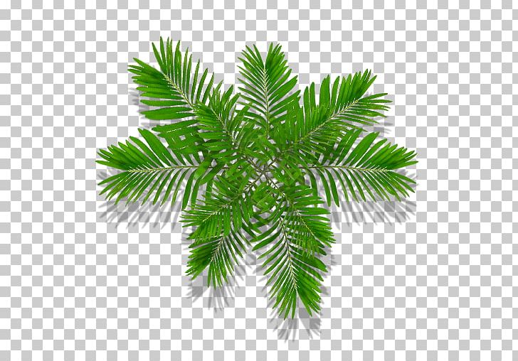 Arecaceae Conifers Leaf Tree PNG, Clipart, Arecaceae, Arecales, Borassus Flabellifer, Branch, Cedar Free PNG Download