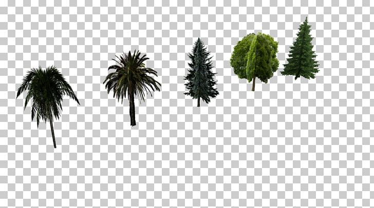 Asian Palmyra Palm Pine Evergreen Low Poly Hornbeam PNG, Clipart, Arecaceae, Arecales, Asian Palmyra Palm, Blender, Borassus Free PNG Download
