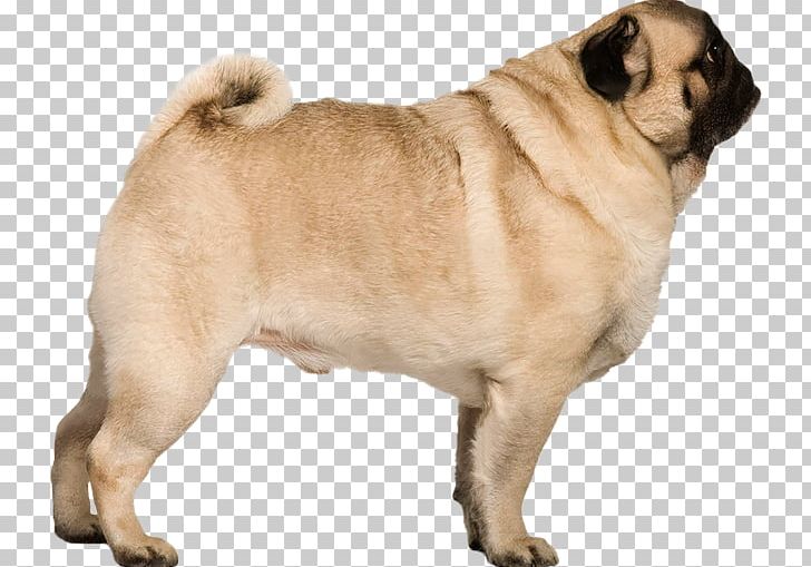 Pug Puppy Stock Photography PNG, Clipart, Alamy, Ancient Dog Breeds, Animals, Breed, Carnivoran Free PNG Download