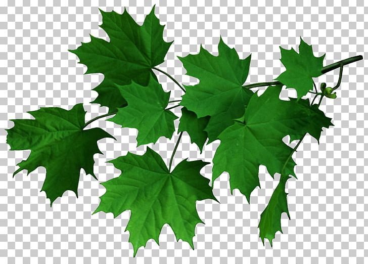 Computer Icons Maple Leaf PNG, Clipart, Branch, Computer Icons, Eucalyptus, Flower, Flowering Plant Free PNG Download