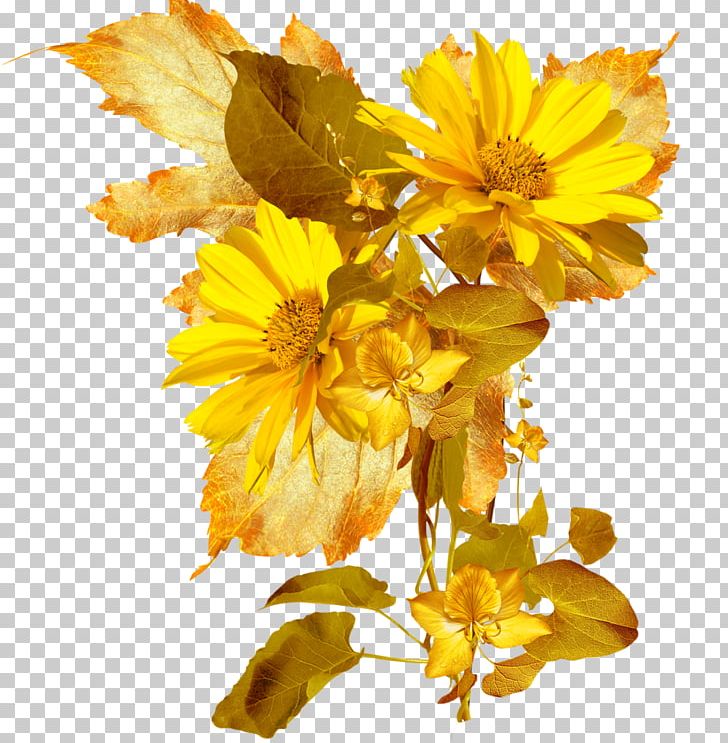 Cut Flowers Petal Flower Bouquet Wildflower PNG, Clipart, Autumn, Cut Flowers, Daisy Family, Desktop Wallpaper, Email Free PNG Download