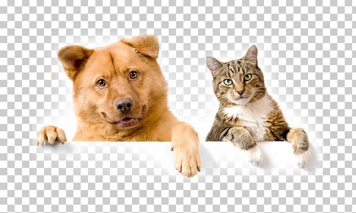 Dog–cat Relationship Puppy Pet Sitting Collar PNG, Clipart, Animals, Carnivoran, Cat, Cat Like Mammal, Collar Free PNG Download