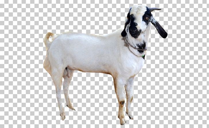 Goat Sheep Cattle Snout PNG, Clipart, Animals, Black Face, Cattle, Cattle Like Mammal, Cow Goat Family Free PNG Download
