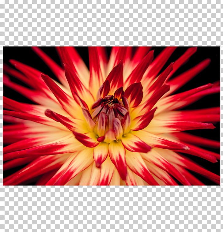 Red The DEN Meditation Blue Flower PNG, Clipart, Author, Blue, Chrysanths, Closeup, Dahlia Free PNG Download