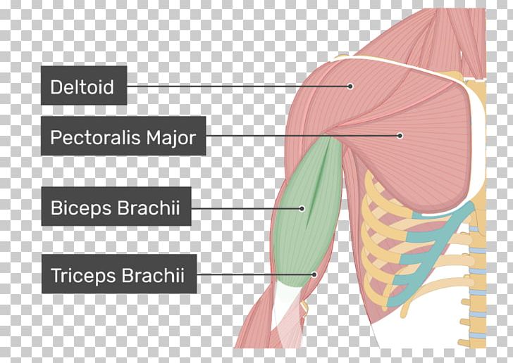 Biceps Coracobrachialis Muscle Deltoid Muscle Pectoralis Major PNG, Clipart, Anatomy, Angle, Arm, Attachment, Biceps Free PNG Download