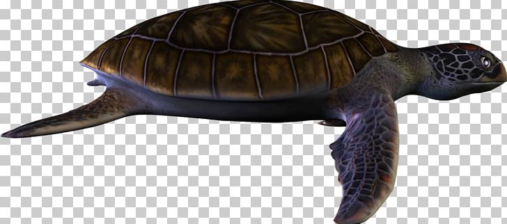 Box Turtles Tortoise Common Snapping Turtle PNG, Clipart, Animal, Animal Figure, Box Turtle, Box Turtles, Cheloniidae Free PNG Download