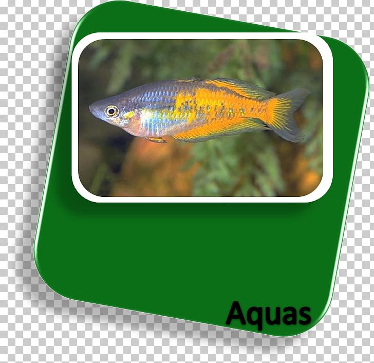 Melanotaenia Parkinsoni Fish PNG, Clipart, Animals, Cardume, Fish, Grass, Melanotaenia Free PNG Download