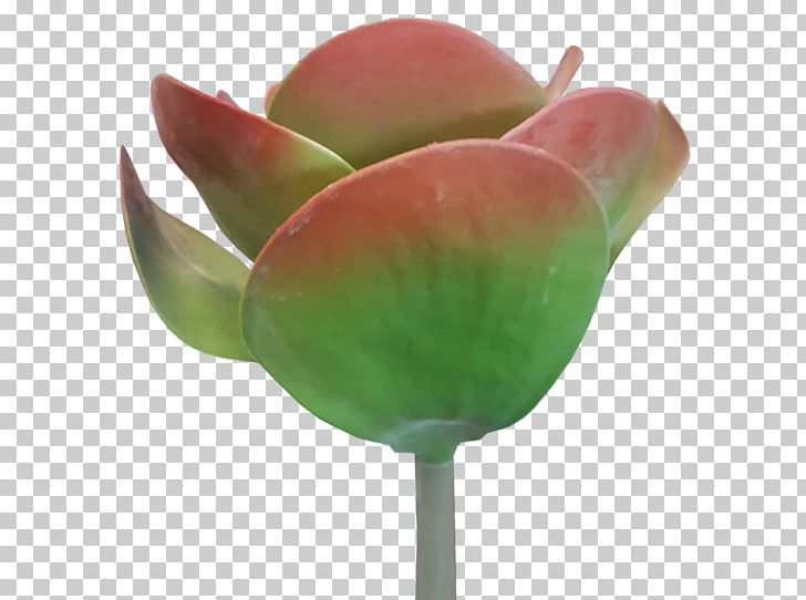 Serial Code Product Key Keygen Succulent Plant Software Cracking PNG, Clipart, Bud, Cut Flowers, Flower, Flower Bouquet, Google Free PNG Download