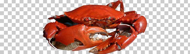 Crab PNG, Clipart, Crab Free PNG Download