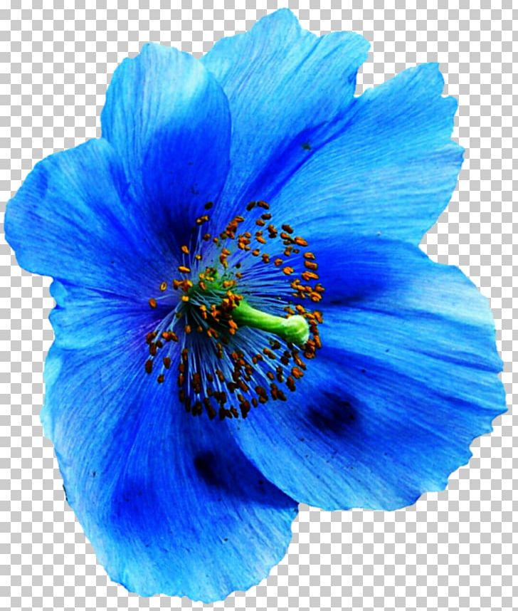 Papaver Nudicaule Blue Poppy PNG, Clipart, Anemone, Annual Plant, Art, Blue, Cobalt Blue Free PNG Download