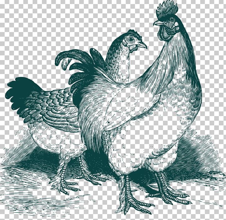 Plymouth Rock Chicken Cochin Chicken Rooster Zazzle PNG, Clipart, Art, Beak, Bird, Black And White, Chicken Free PNG Download