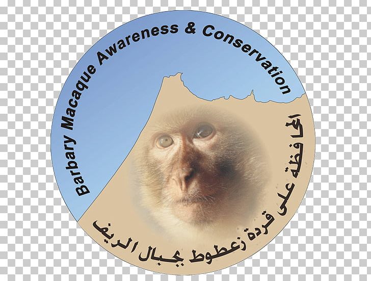 Barbary Macaque Tétouan Monkey Conservation Barbary Coast PNG, Clipart, Animal, Animals, Awareness, Barbary, Barbary Coast Free PNG Download