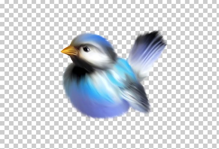 Bird PNG, Clipart, Animals, Beak, Bird, Bluebird, Cobalt Blue Free PNG Download