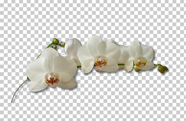 Moth Orchids Cut Flowers Villa Cinelli E Il Ristorantino PNG, Clipart, Anon, Blossom, Body Jewelry, Cinelli, Company Free PNG Download