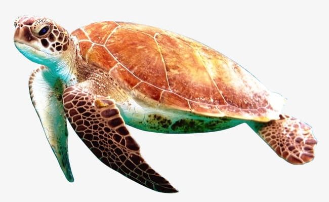 Sea Turtle PNG, Clipart, Animal, Animal Shell, Animals In The Wild, Blue, Close Up Free PNG Download