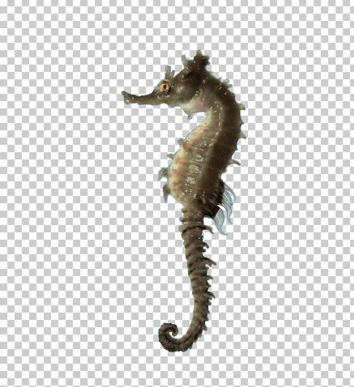 Seahorse Computer Icons PNG, Clipart, Animal, Background, Clip Art, Computer Icons, Download Free PNG Download