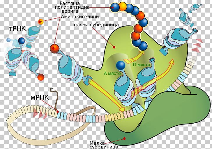 Translation Messenger RNA Protein Biosynthesis Transfer RNA PNG, Clipart, Amino Acid, Area, Biology, Cell, Dna Free PNG Download