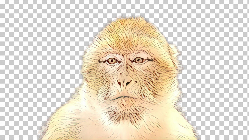 Old World Monkey Macaque Snout New World Monkey Rhesus Macaque PNG, Clipart, Fur, Macaque, New World Monkey, Old World Monkey, Rhesus Macaque Free PNG Download