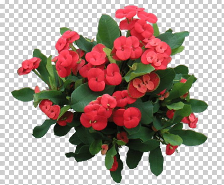 Garden Roses Crown-of-thorns Thorns PNG, Clipart, Annual Plant, Artificial Flower, Begonia, Crow, Crown Free PNG Download