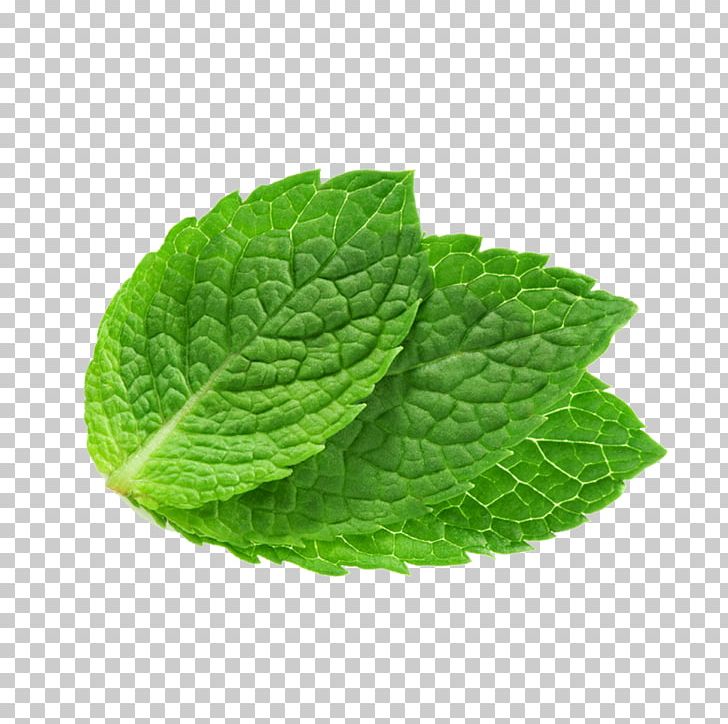 Peppermint Mentha Spicata Lip Balm Lemon Balm Water Mint PNG, Clipart, Extract, Face, Food, Formula, Herb Free PNG Download