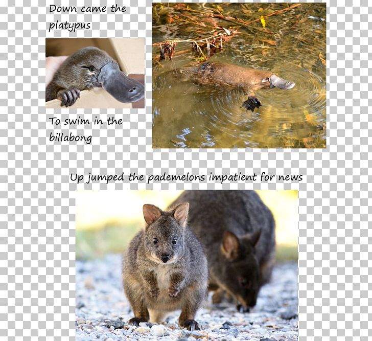 Rodent Platypus Fauna Mammal Snout PNG, Clipart, Bush Ballad, Fauna, Mammal, Organism, Others Free PNG Download