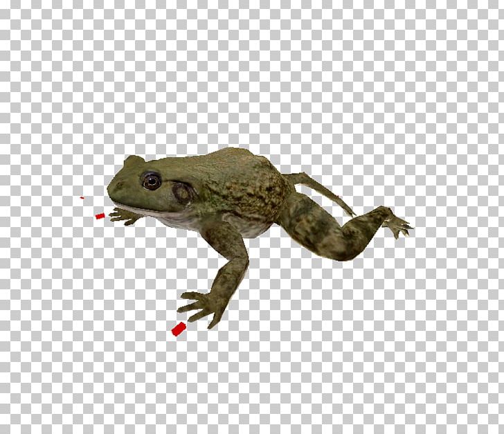 Zoo Tycoon Toad True Frog Amphibian PNG, Clipart, Amphibian, Animal, Animal Figure, Blue Fang Games, Bullfrog Free PNG Download