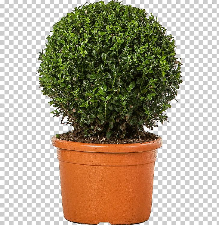 Flowerpot Box Shrub Chinese Sweet Plum Tree PNG, Clipart, Bolcom, Box, Centimeter, Evergreen, Flowerpot Free PNG Download