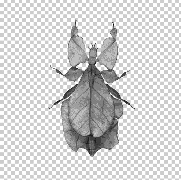 Brush-footed Butterflies Butterfly Leaf Insects Silkworm PNG, Clipart, Animal, Arthropod, Black And White, Bombycidae, Brush Footed Butterfly Free PNG Download