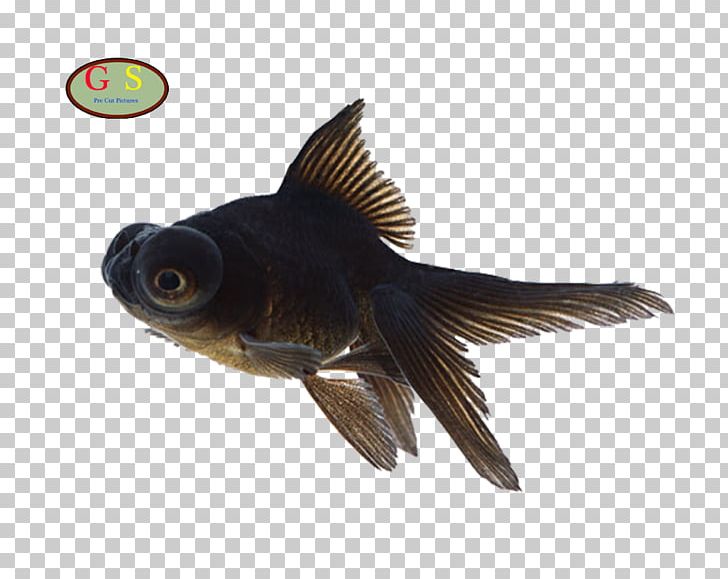 Fish Aquarium Telescope Photography PNG, Clipart, Animal, Animals, Aquarium, Bony Fish, Fauna Free PNG Download
