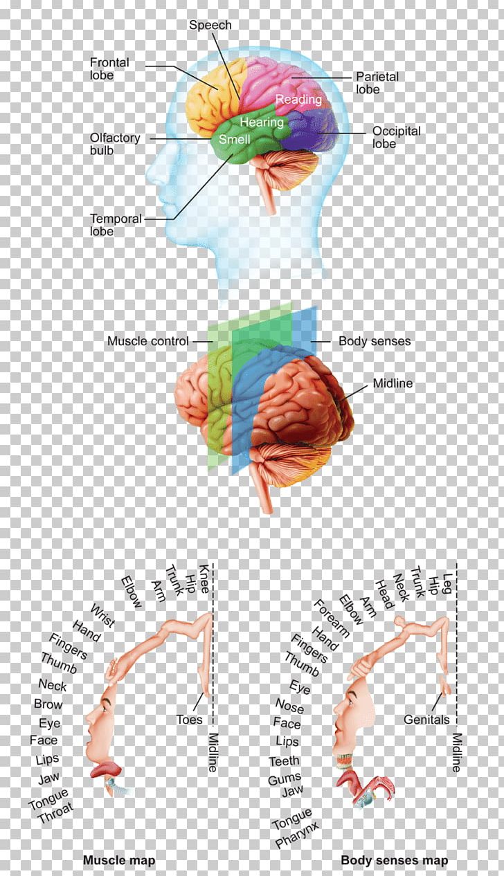 Human Brain Cerebral Cortex Anatomy Cerebrum PNG, Clipart, Anatomy, Angle, Brain, Cerebral Cortex, Cerebral Hemisphere Free PNG Download