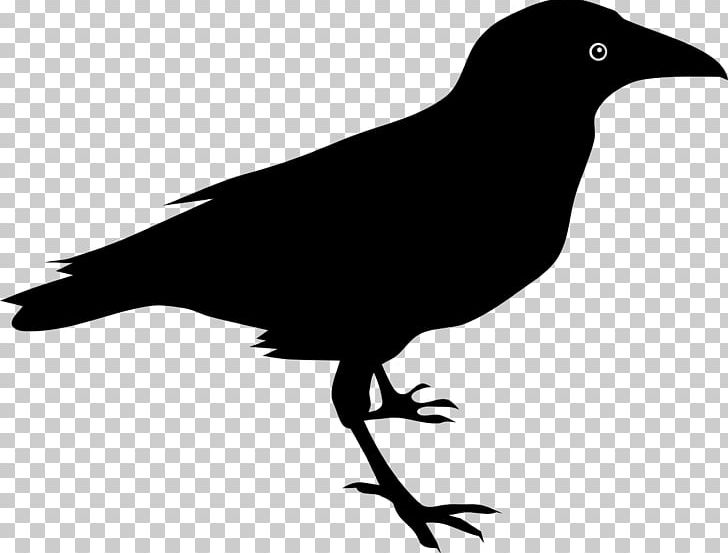 The Raven Common Raven PNG, Clipart, American Crow, Animals, Baltimore Ravens, Beak, Bird Free PNG Download