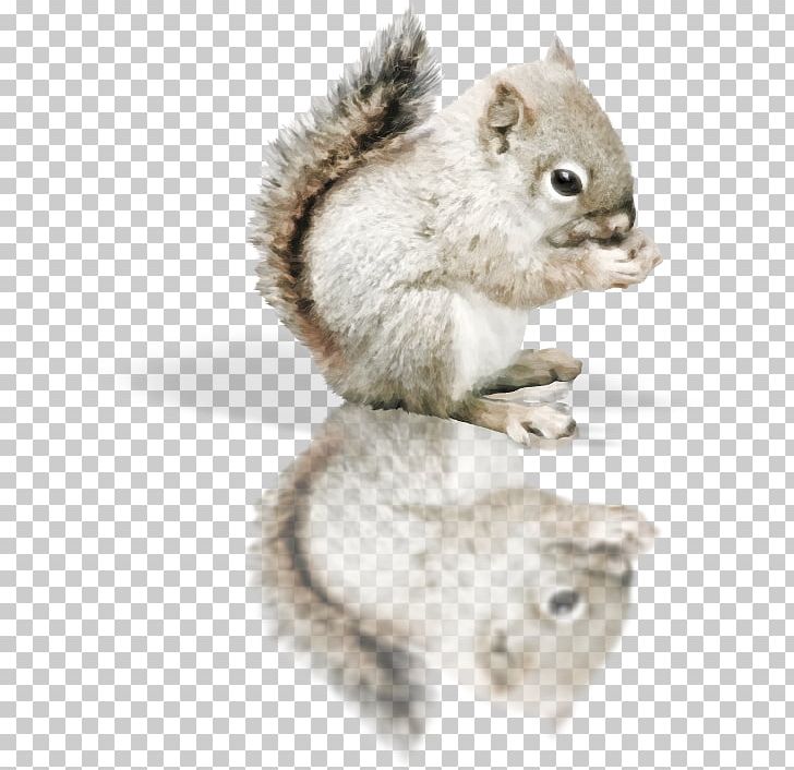 Red Squirrel Tree Squirrel PNG, Clipart, Animal, Animals, Blog, Cat, Drawing Free PNG Download