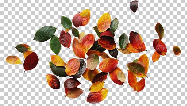 Autumn Leaves Graphic Design PNG, Clipart, Autumn, Autumn Leaves, Blog, Diary, Food Free PNG Download