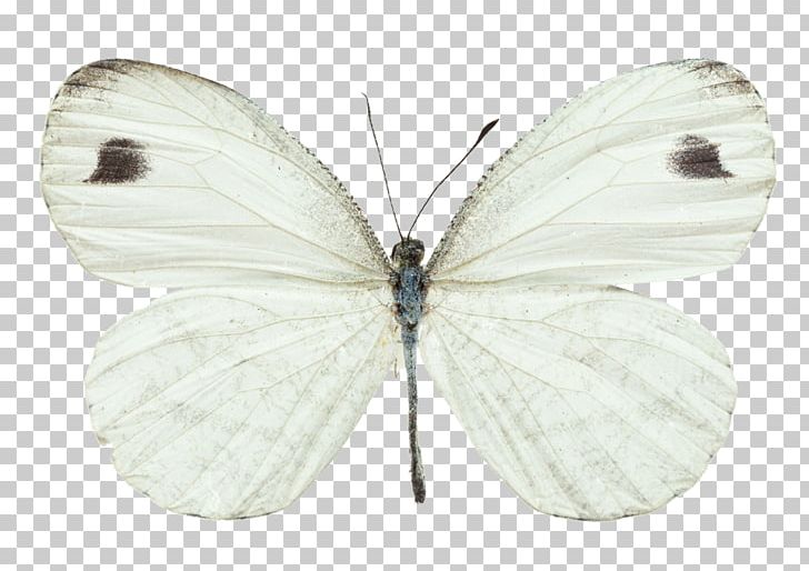 Brush-footed Butterflies Butterfly Pieridae Cabbage White Large White PNG, Clipart, Brush Footed Butterfly, Butterflies And Moths, Butterfly, Insect, Insects Free PNG Download