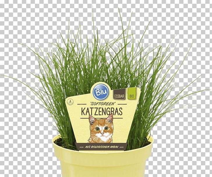 Organic Food Salvia Elegans Wheatgrass Herb Embryophyta PNG, Clipart, Commodity, Embryophyta, Flowerpot, Grass, Grass Family Free PNG Download