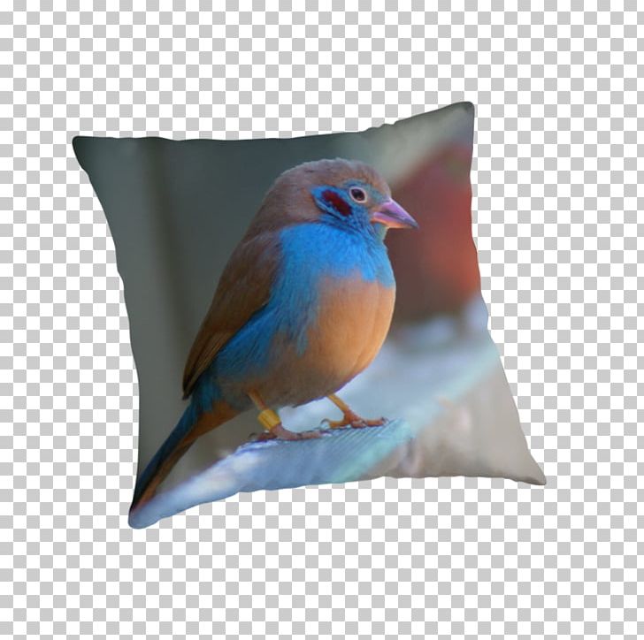 Wren Cushion Pillow Feather Beak PNG, Clipart, Beak, Bird, Bluebird, Cordon Bleu, Cushion Free PNG Download