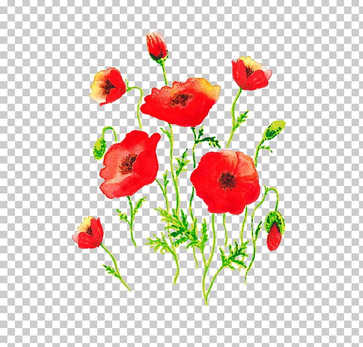 Common Poppy Flower Painting PNG, Clipart, Art, Common Poppy, Coquelicot, Cut Flowers, Drawing Free PNG Download