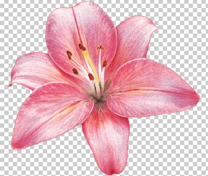 Flower Plant Rose Lilium Regale PNG, Clipart, Clothing, Com, Cut Flowers, Desktop Wallpaper, Fashion Free PNG Download