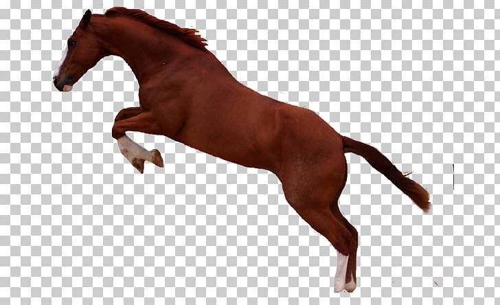 Mustang Mane Stallion Foal Mare PNG, Clipart, Animal Figure, Bit, Bridle, Colt, Equestrian Free PNG Download