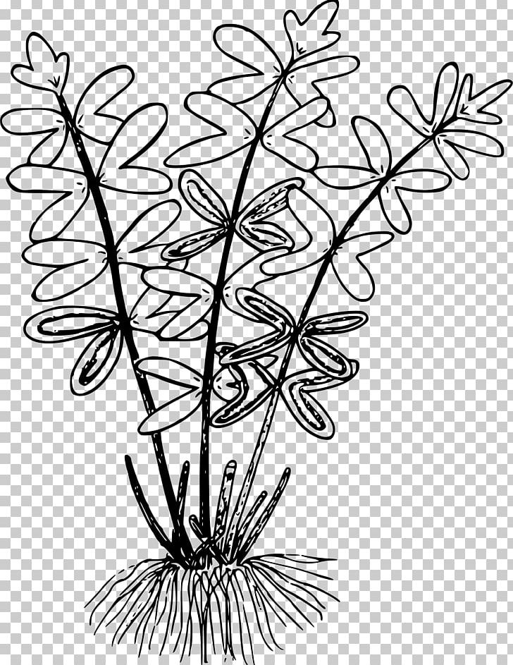 Line Art Drawing Cliffbrake PNG, Clipart, Black And White, Botanical Illustration, Branch, Cliffbrake, Coloring Book Free PNG Download