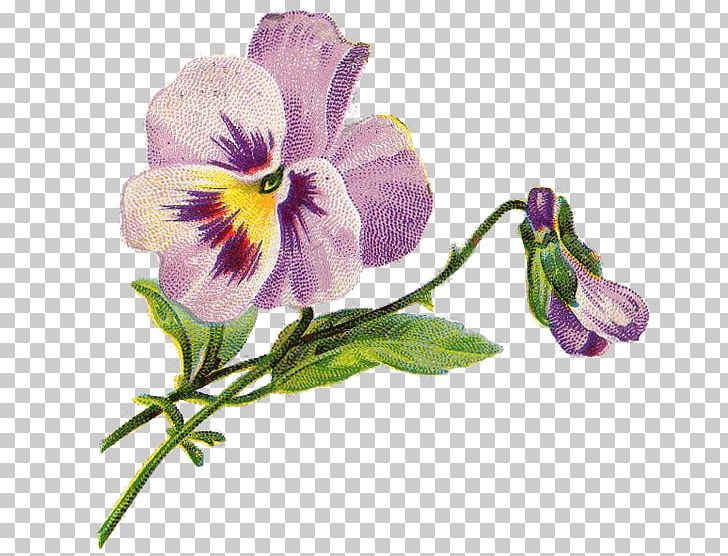 Pansy Flower PNG, Clipart, Antique, Art, Botanical Illustration, Clip Art, Flora Free PNG Download