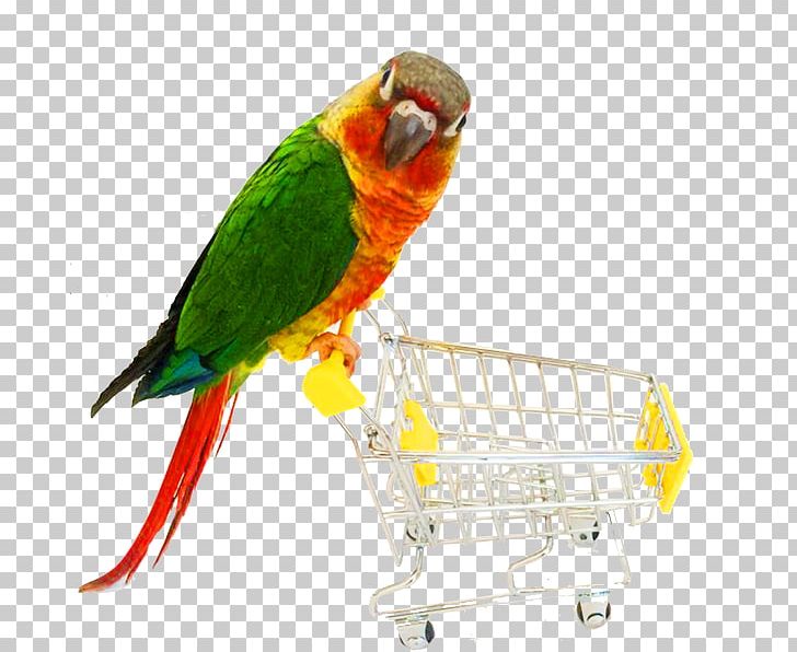 Parrot Bird Cat Dog Toy PNG, Clipart, Animals, Beak, Bird, Birdcage, Bird Supply Free PNG Download