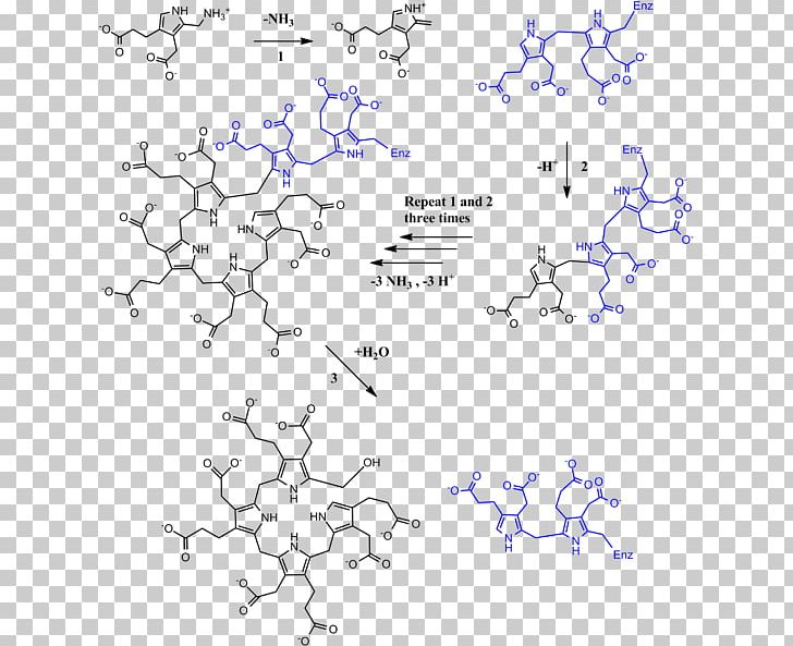 Porphobilinogen Deaminase Hydroxymethylbilane Uroporphyrinogen III Synthase PNG, Clipart, Acute Intermittent Porphyria, Angle, Area, Biochemistry, Blue Free PNG Download