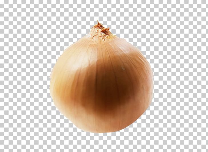 Yellow Onion Shallot PNG, Clipart, Aquatica, Food, Garlic, Ingredient, Onion Free PNG Download