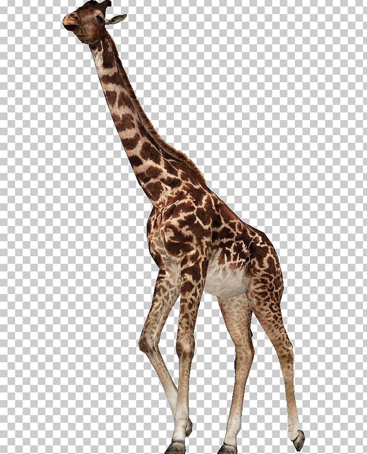 Zoo Tycoon 2 Giraffa Jumae Rothschild's Giraffe Hippopotamus PNG, Clipart,  Free PNG Download