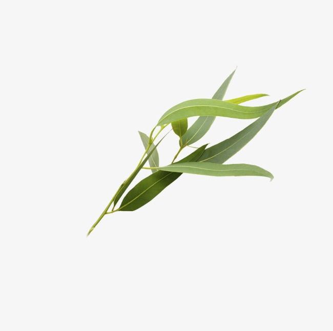 Eucalyptus Leaves PNG, Clipart, Eucalyptus, Eucalyptus Clipart, Eucalyptus Leaves, Leaves, Leaves Clipart Free PNG Download