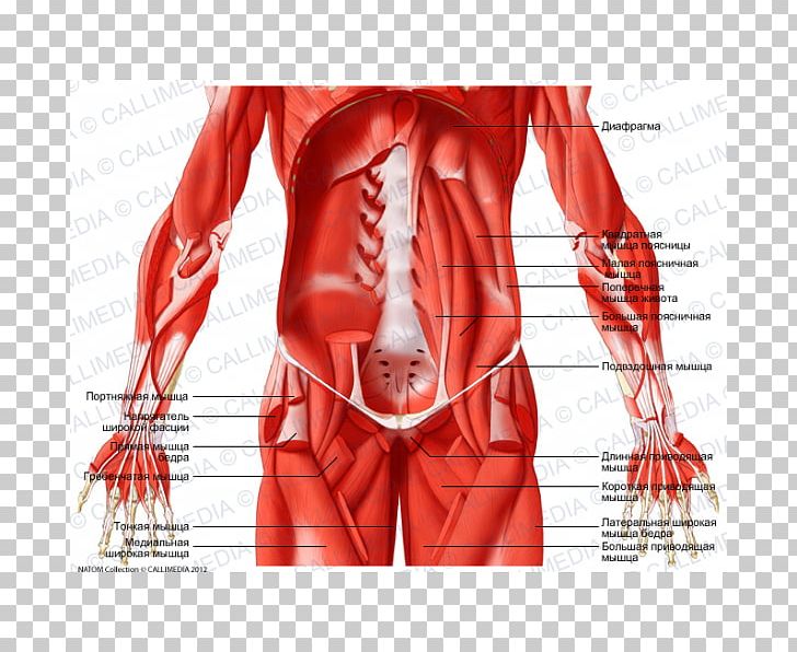Hip Abdomen Inguinal Canal Muscle Nerve PNG, Clipart, Abdomen, Anatomy, Arm, Back, Blood Vessel Free PNG Download