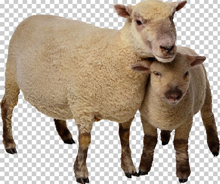Sheep Goat Cattle PNG, Clipart, Animals, Cattle, Clipping Path, Computer Icons, Cow Goat Family Free PNG Download
