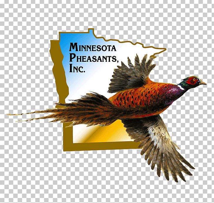 North Mankato Pheasant Mankato Times Mankato Area Foundation Information PNG, Clipart, Action Plan, Advertising, Beak, Bird, Blue Earth County Minnesota Free PNG Download