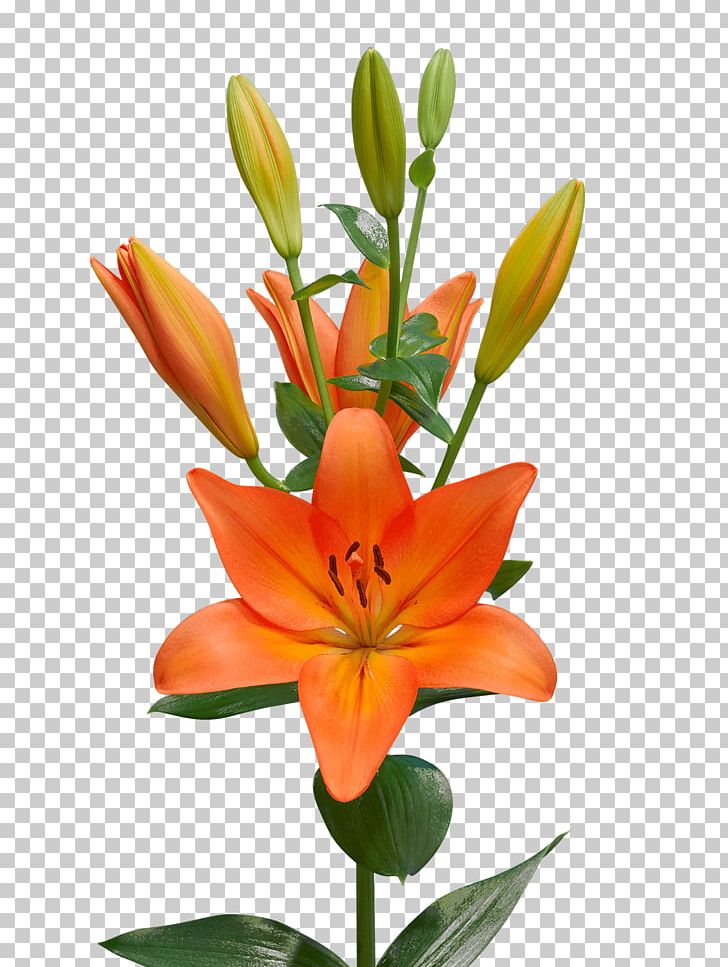 Orange Lily Lilium ‘Casa Blanca’ アソート .la Cut Flowers PNG, Clipart, Assortment Strategies, Cesare Borgia, Cut Flowers, Eye Liner, Field Guide Free PNG Download